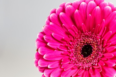 closeup pink gerbera daisy on white backgroundの写真素材
