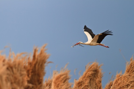 stork in flight on a blue skyの写真素材