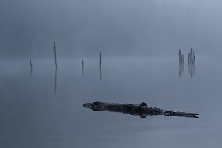 reflection of trees cut on a lake with fogの写真素材