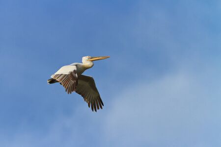Dalmatian Pelican  in flight on a blue skyの写真素材
