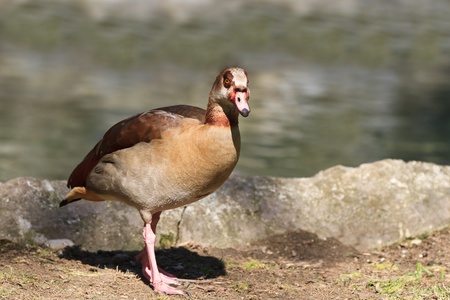 Egyptian Goose (Alopochen aegyptiacus) sitting on a meadowの写真素材