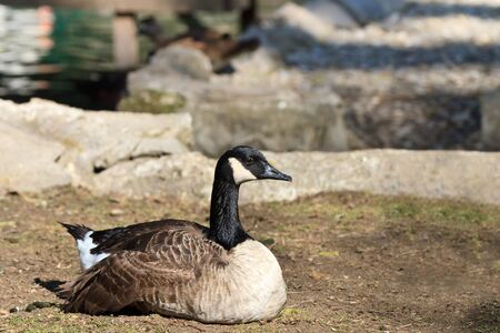 Canada Goose (Branta canadensis) sitting on the groundの写真素材