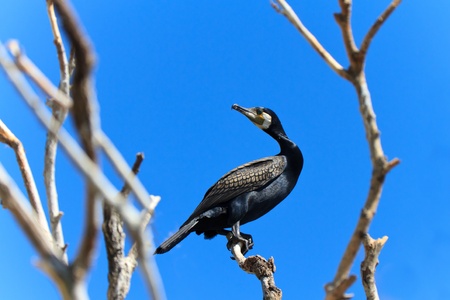 cormorant in a tree  in Danube Delta, Romaniaの写真素材