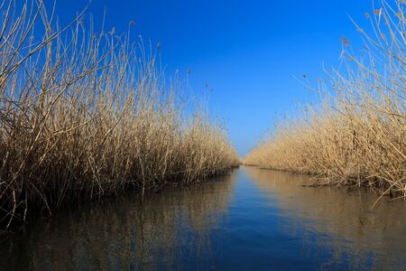 water channel on the lake among the reeds dry