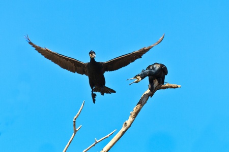 cormorants in a tree  in Danube Delta, Romaniaの写真素材