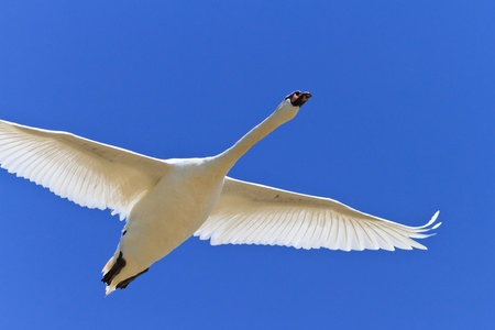 white swan in a sky blue flightの写真素材
