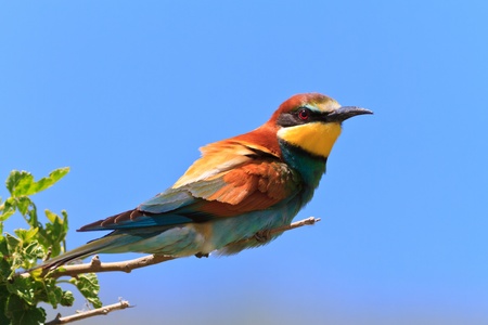 european bee eater (Merops Apiaster) on the branch