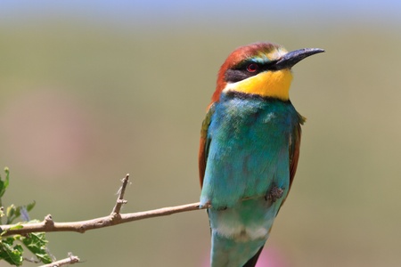 european bee eater (Merops Apiaster) on the branch