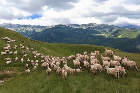 a flock of sheep in a mountain valley