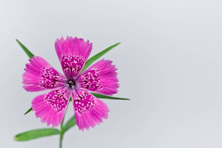 Piatra Craiului Pink (Dianthus callizonus) is a rare alpine flower native to only a small area of Carpathians Mountainの写真素材