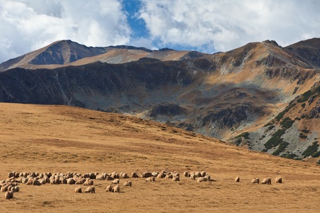 a flock of sheep in a mountain valleyの写真素材