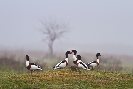 Common Shelduck Tadorna tadorna in Danube Delta, Romaniaの写真素材