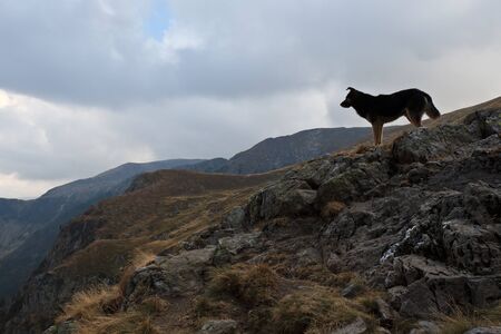 mountain landscape with a dog looks away