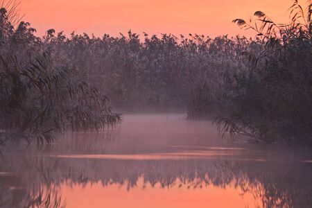 reed reflection on the lake before sunriseの写真素材