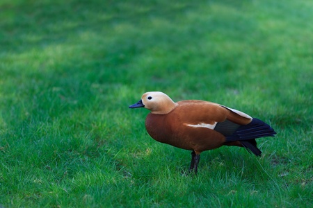 Ruddy Shelduck, known as the Brahminy Duck, (Tadorna ferruginea)の写真素材