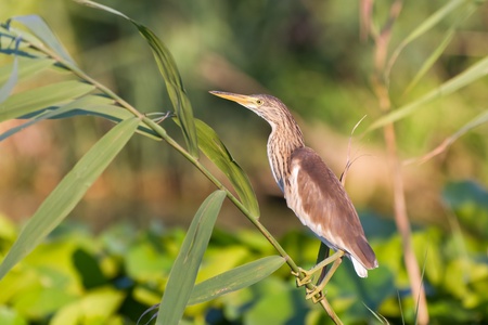Squacco Heron (Ardeola ralloides) standing on a branchの写真素材