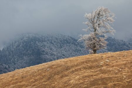 a beautiful tree in the autumn landscapeの写真素材