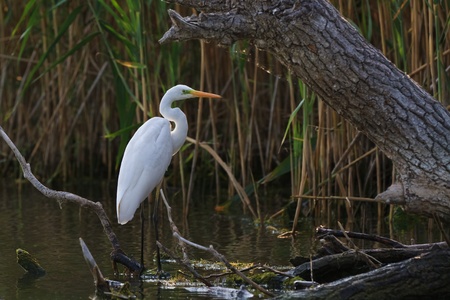 great white egret (Egretta alba) in Danube Delta, Romania