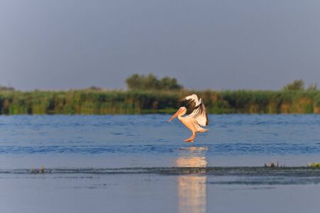 white pelican in the Danube Delta, Romaniaの写真素材