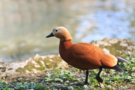 Ruddy Shelduck, known as the Brahminy Duck, (Tadorna ferruginea)の写真素材