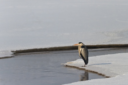 grey heron (ardea cinerea) on lake in winterの写真素材