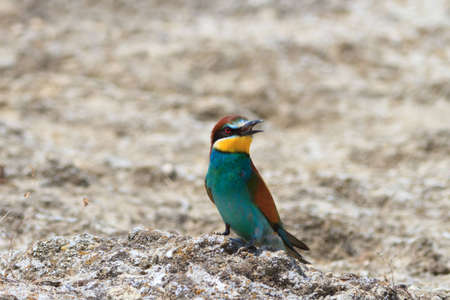 a beautiful european bee eater (Merops Apiaster) 