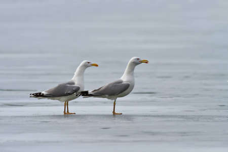 seagulls standing on a frozen lake in Danube Delta, Romaniaの写真素材