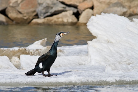 cormorant (phalacrocorax carbo ) in winter. Location: Danube Delta, Romaniaの写真素材
