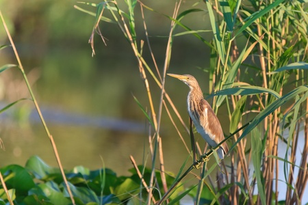 Squacco Heron (Ardeola ralloides) standing on a branchの写真素材