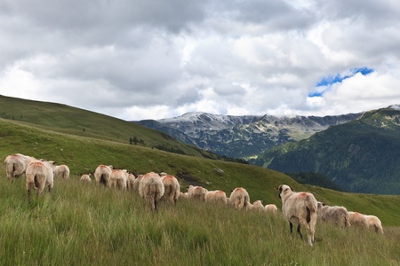 a flock of sheep in a mountain valley. Location: Parang Mountains, Romaniaの写真素材