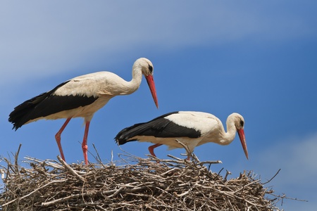 details with two white storks on nestの写真素材