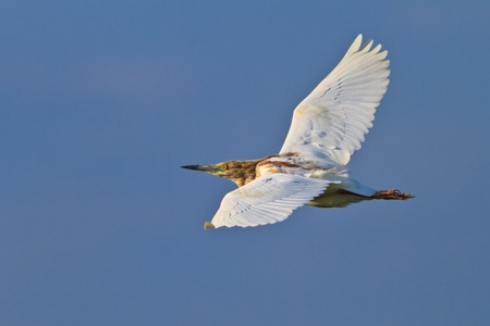 Squacco Heron (Ardeola ralloides)  in flight on a blue sky