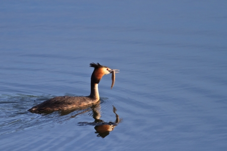 Great crested grebe (podiceps cristatus) with a fish の写真素材
