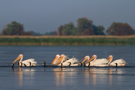 white pelicans  and cormorants in the Danube Delta, Romaniaの写真素材