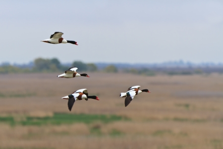 Common Shelduck Tadorna tadorna in flight. Danube Delta, Romania