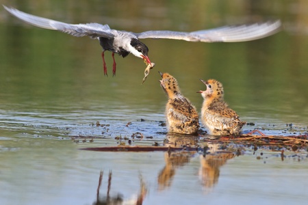 Common Tern (Sterna hirundo hirundo) and baby birdの写真素材
