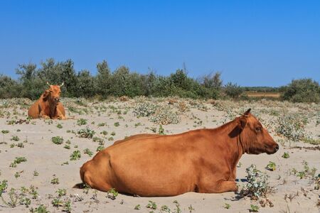 Cows on a sandy beach in Danube Delta , Romaniaの写真素材