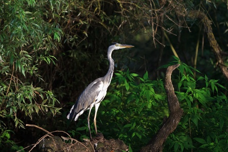grey heron  ardea cinerea  in the Danube Delta, Romaniaの写真素材