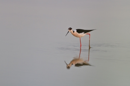 black winged stilt (Himantopus himantopus) on a lakeの写真素材