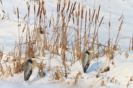 grey heron (ardea cinerea) on lake in winterの写真素材