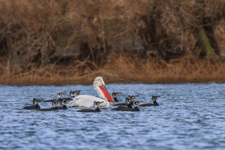 dalmatian pelican (pelecanus crispus) and cormorants (phalacrocorax carbo) in Danube Delta, Romaniaの写真素材