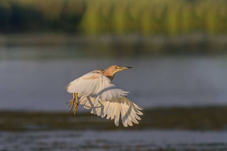 Squacco Heron (Ardeola ralloides)  in flight. Danube Delta, Romania 