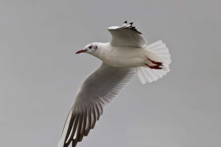 seagull in flight in winter. Location: Danube Delta, Romania の写真素材
