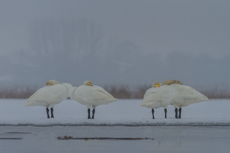 Whooper Swan (Cygnus cygnus) in winter.  Location: Comana Natural Park, Romania. の写真素材