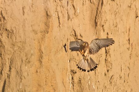 Common Kestrel (falco tinnunculus) on the nestの写真素材
