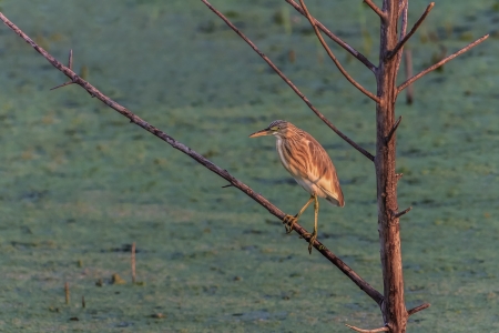 Squacco Heron (Ardeola ralloides) standing on a branch