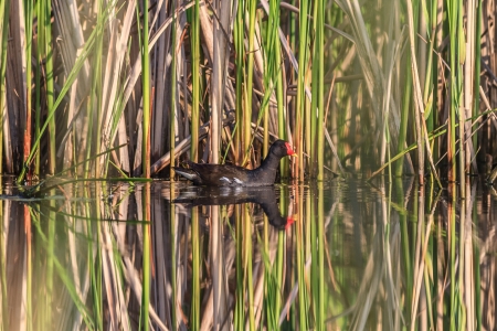 Moorhen   Gallinula chloropus  standing on a lakeの写真素材
