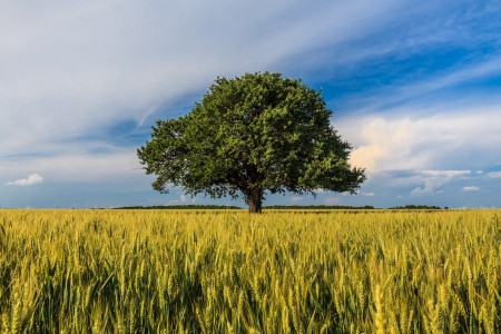a green tree isolated on a wheat fieldの写真素材