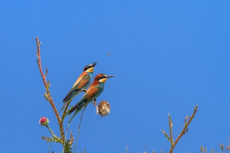 european bee eater (Merops Apiaster) on the branch