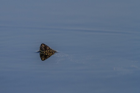 European bog turtle (emys orbicularis) in Comana Natural Park, Romania. の写真素材
